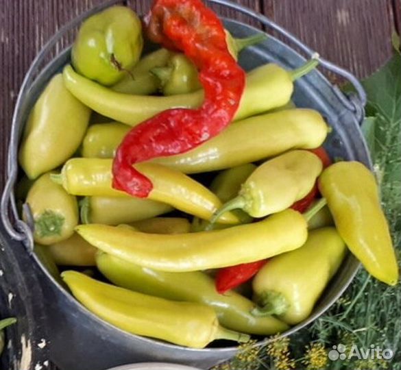 Рассада помидор и перца сладкого, острого