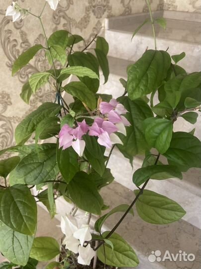 Клеродендрум томпсон