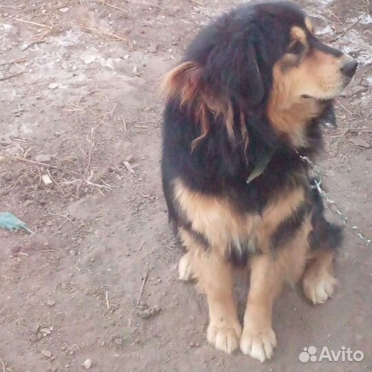 Вязка банхар