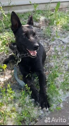 Мальчик из, черного приюта