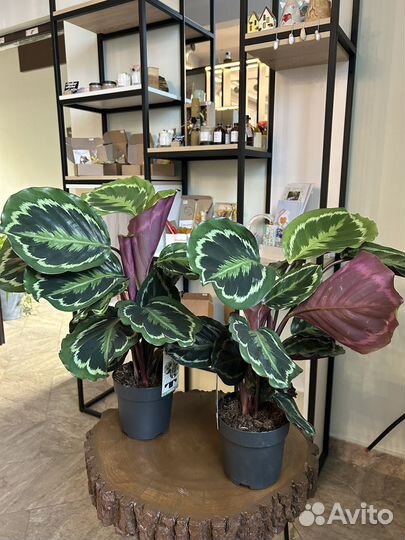 Комнатные цветы