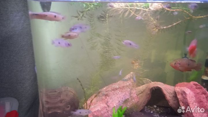 Аквариумные рыбки