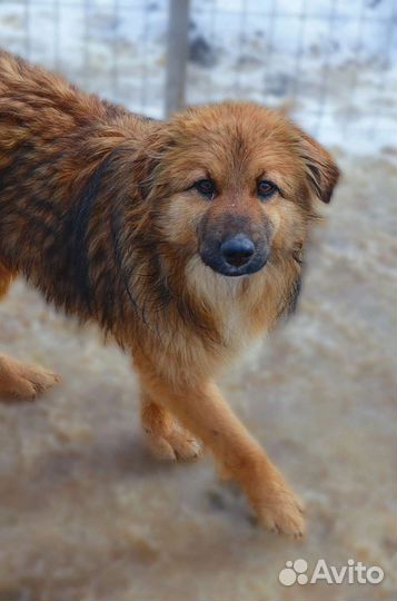 Собака Ларри