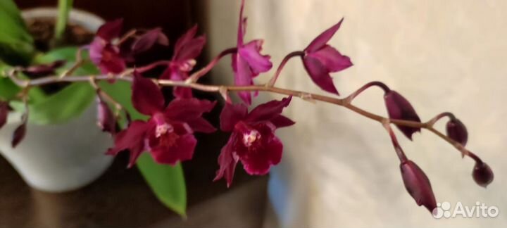 Орхидея камбрия ароматная