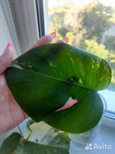 Монстера альба