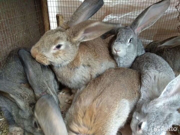 Продам Кроликов