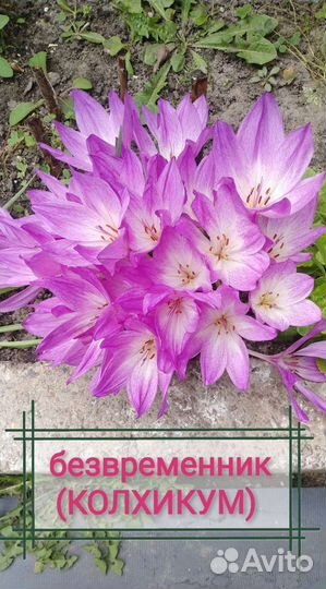 Многолетние цветы