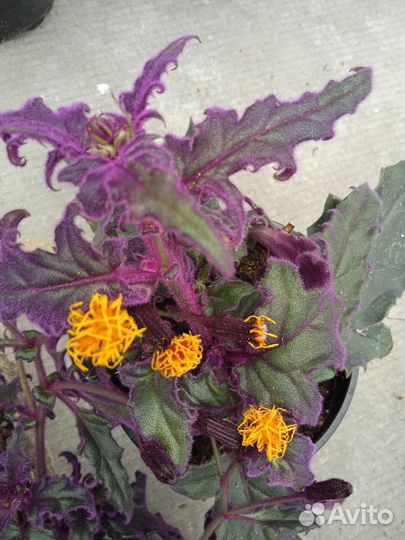 Гинура синяя птица фиолетовая бархатная