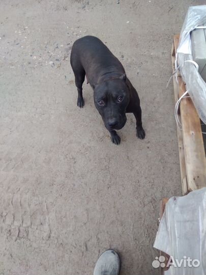 Щенки питбуля