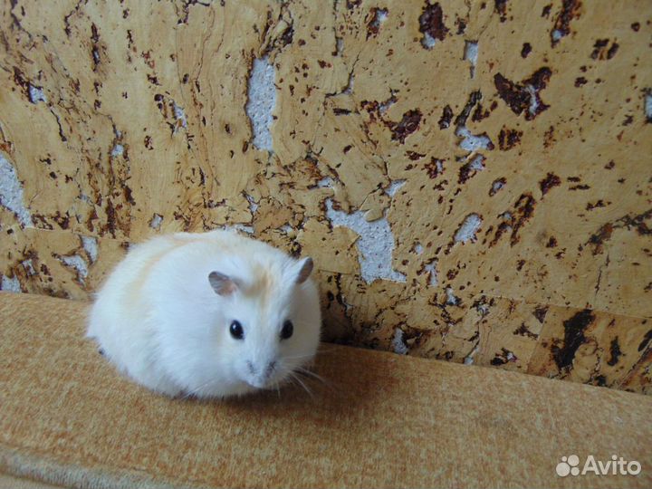 Джунгарские хомяки - красивые родители, клетки