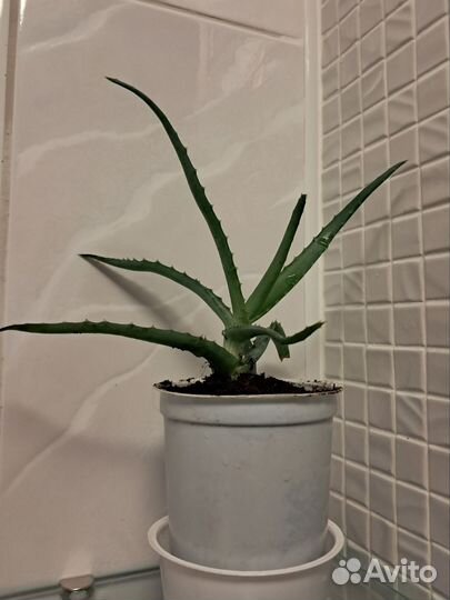 Алоэ столетник