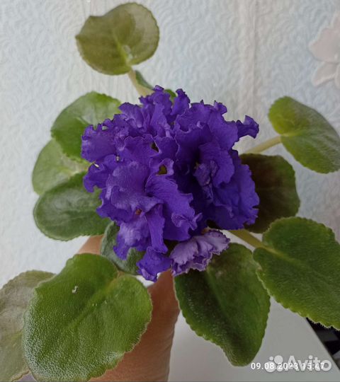 Сортовые фиалки цветущий стартер