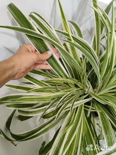 Хлорофитум