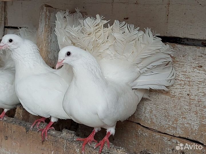 Голуби павлины