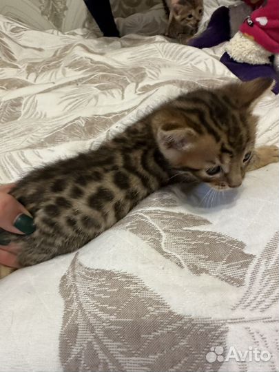 Бенгальская