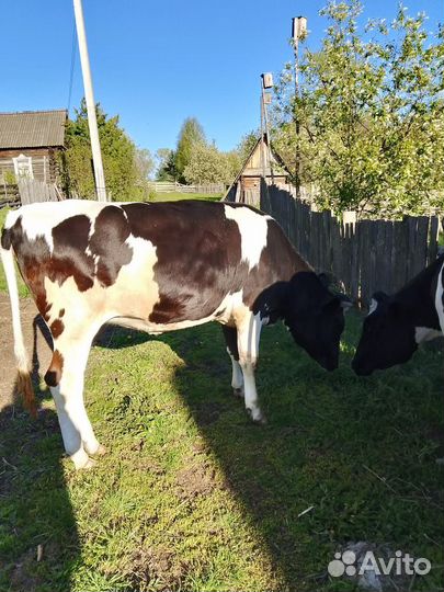 Телка 1,5 года
