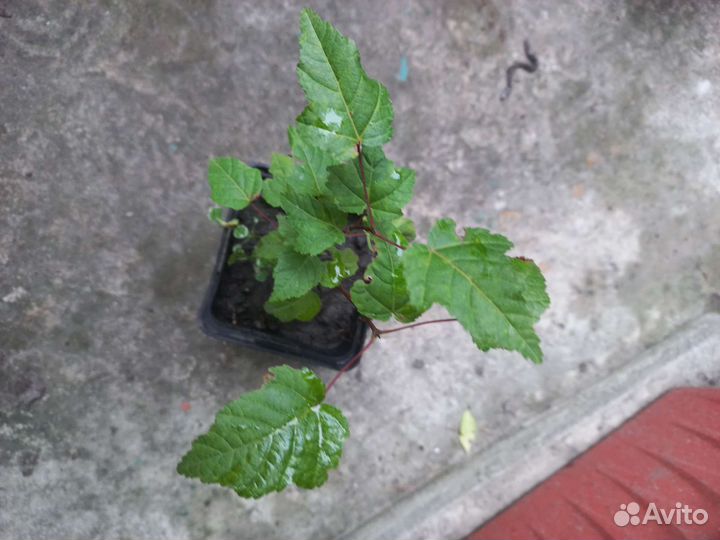 Клен Татарский