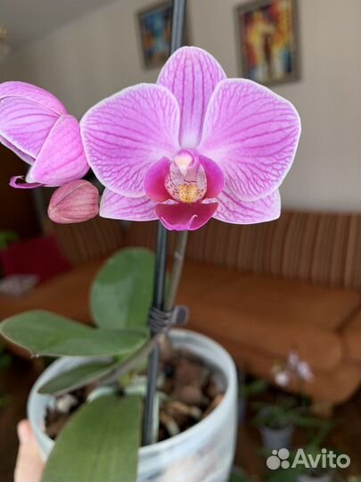 Орхидея фаленопсис