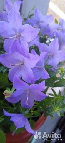 Кампанулы Жених,Невеста,Биколор, Портеншлага