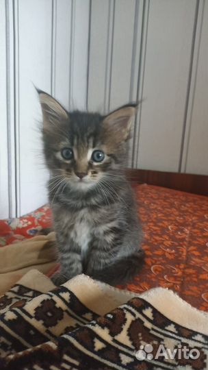 Котята мейн-кун