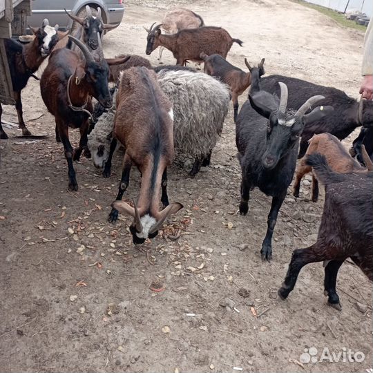 Козы, козлы, козлята