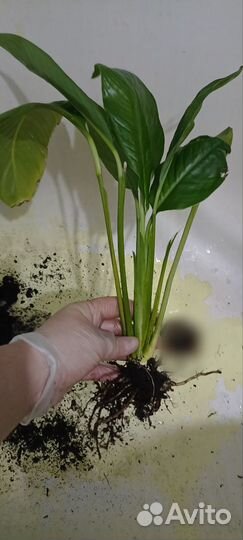 Спатифиллум