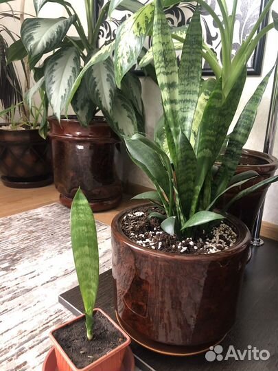 Сансевиерия