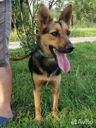 Две собаки друзьяшки в поисках дома