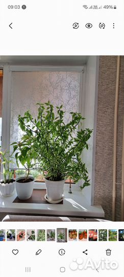 Педилантус