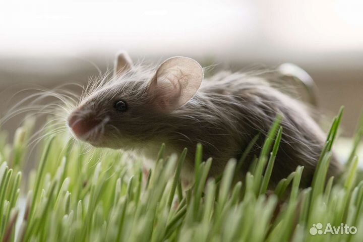 Декоративные мыши