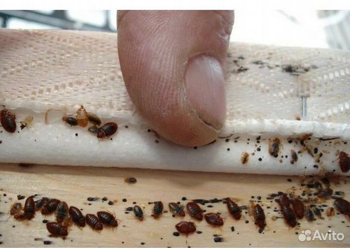 Дезинфекция,тараканы, клопы, и т д