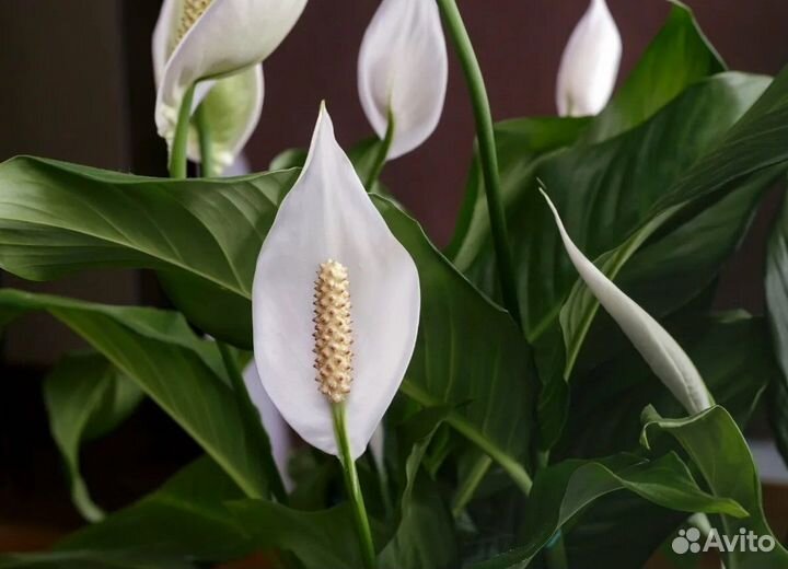 Спатифиллум