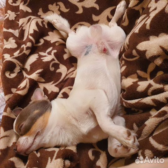 Кобель вязка чихуахуа