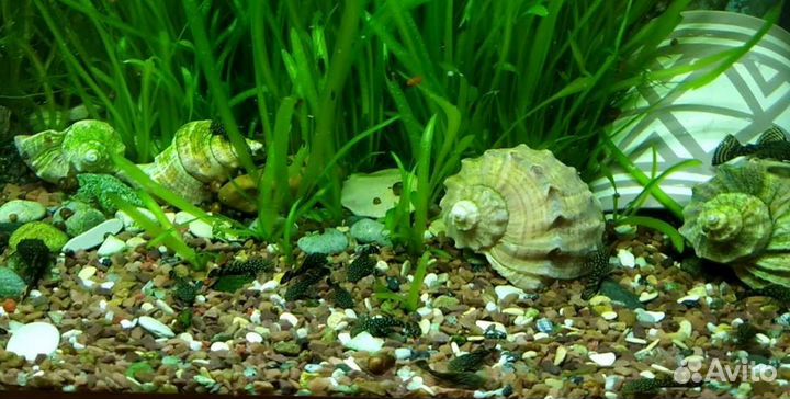 Сомики анциструсы подростки 20 шт. Бесплатно