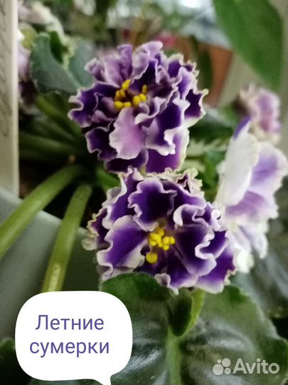Фиалка