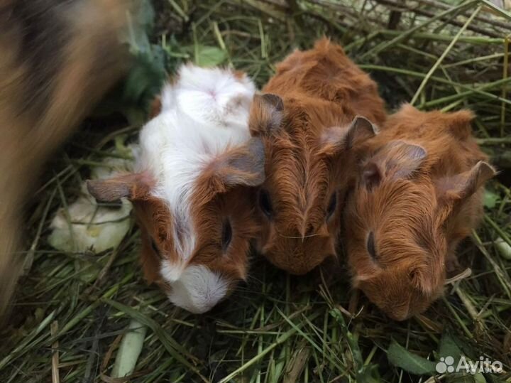 Морские свинки