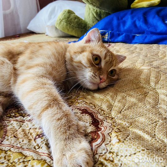 Отдам кота в добрые ручки, котик добрый