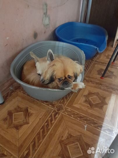 Воспитанные собачки