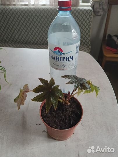 Комнатные цветы