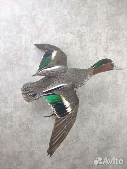 Чучела уток