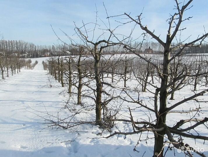 Разнорабочий на обрезку в яблоневые сады