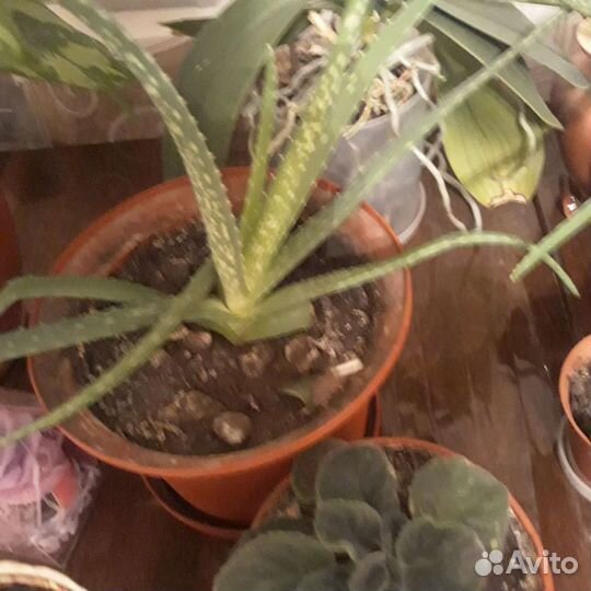 Алоэ разные много