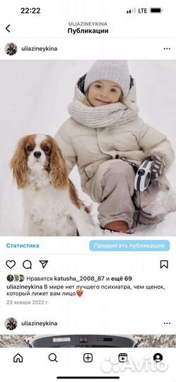 Кинг чарльз спаниель щенок