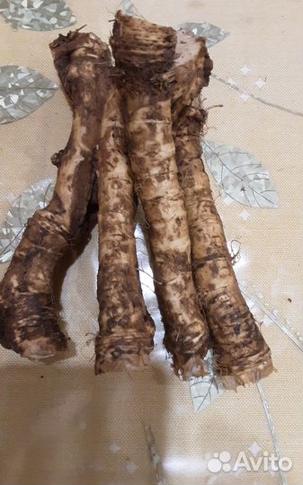 Корни хрена