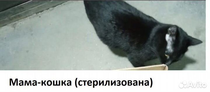 Котята в добрые руки