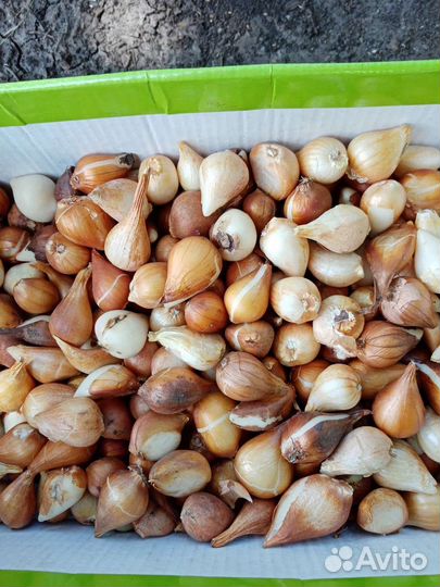 Луковицы тюльпанов