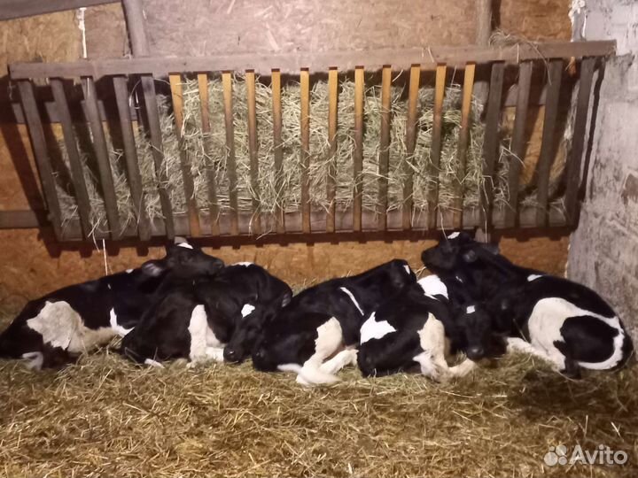 Телята бычки