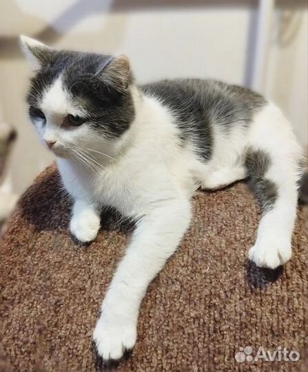 Юная кошечка Нюша