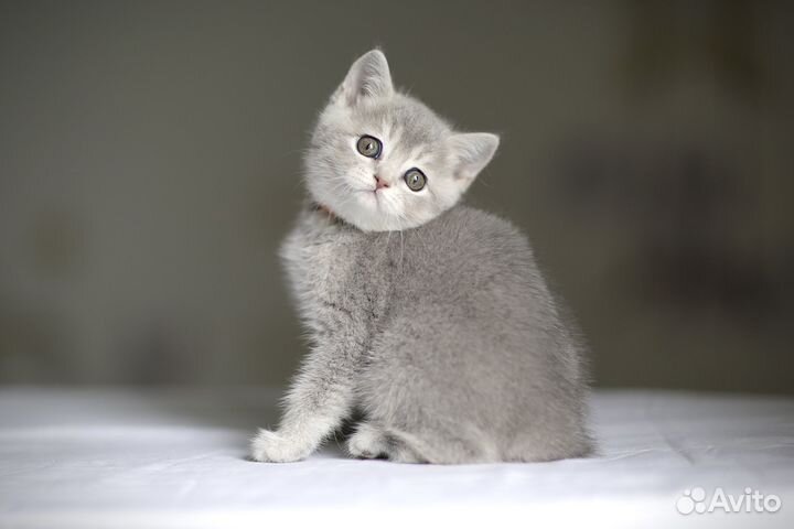 Шотландские вислоухие и прямоухие котята