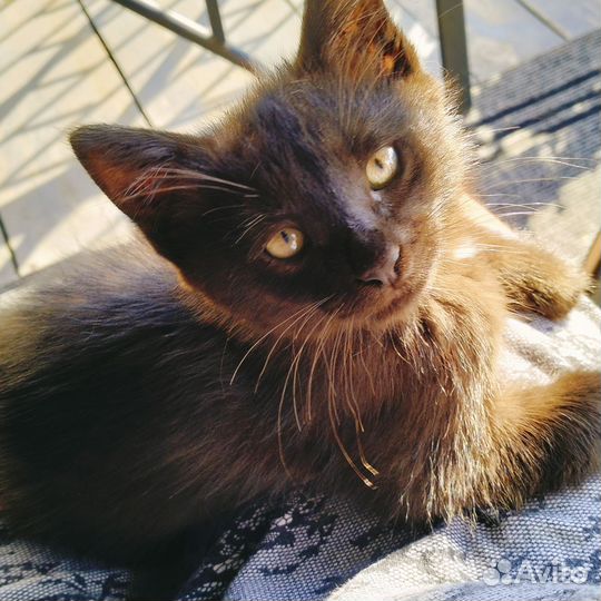 Молодой котик в добрые руки (котик)